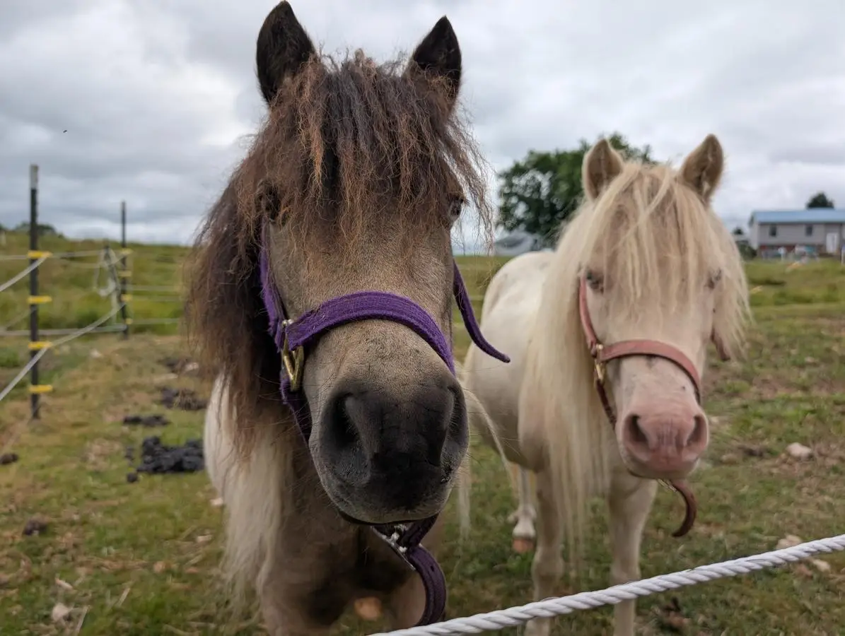 Farm animals at sanctuary