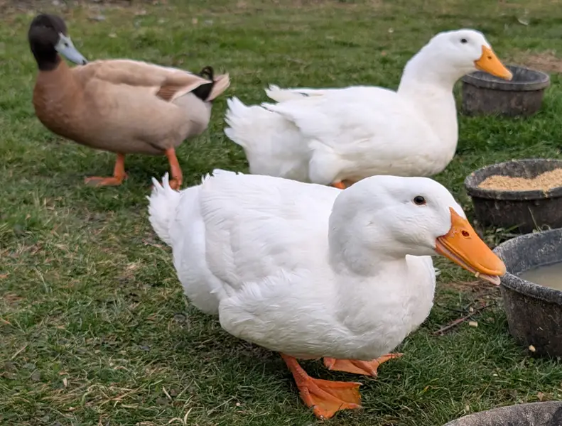New ducks at sanctuary